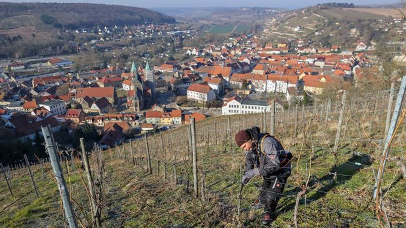 Schlifterweinberg in Freyburg