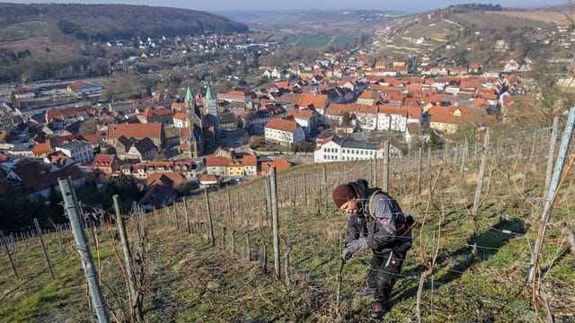 Schlifterweinberg in Freyburg