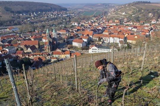 Schlifterweinberg in Freyburg