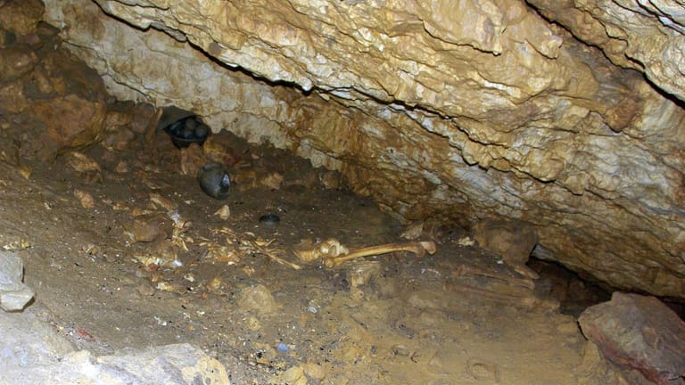 Menschliche und tierische Knochen: In Frankreich wurde ein Höhlensystem untersucht.