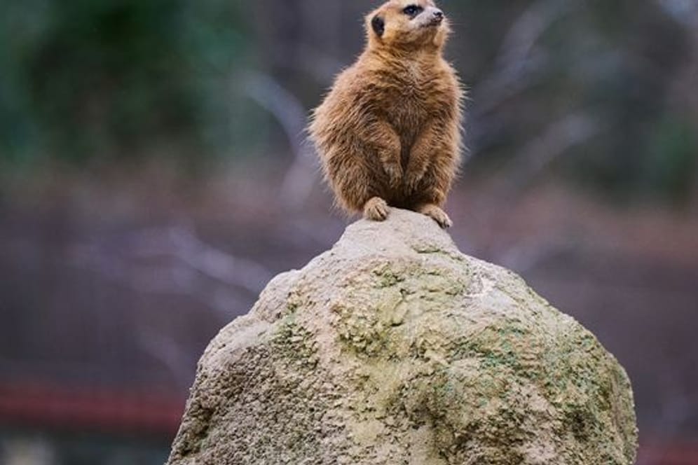 Ein Erdmännchen sitzt im Berliner Zoo auf einem Fels