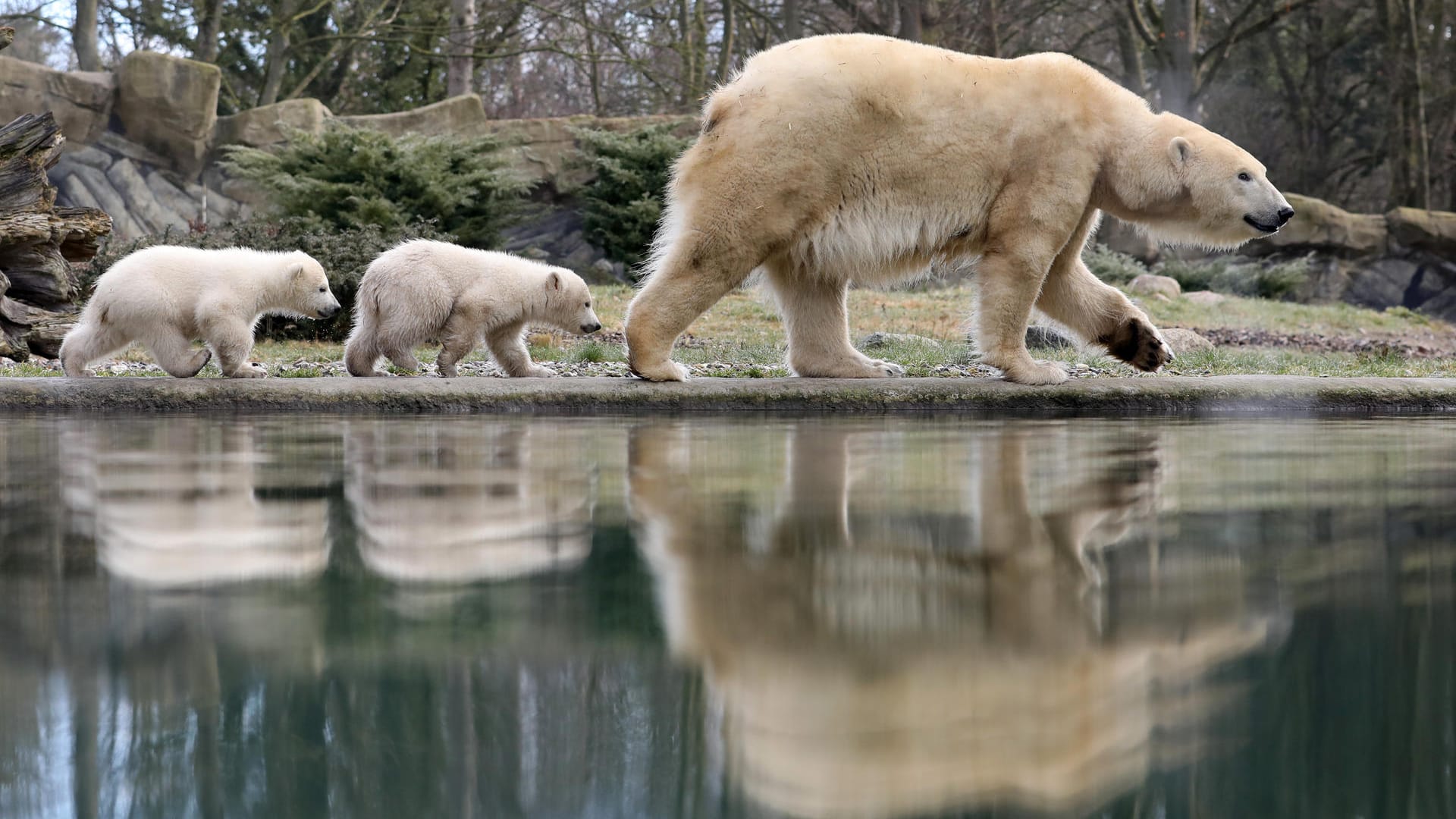 Eisbär-Zwillinge mit ihrer Mutter: Sie wurden Kaja und Skadi getauft.