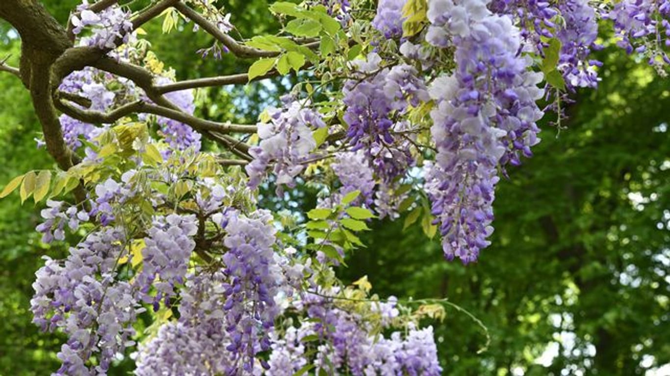Der Blauregen bildet im Frühjahr auffallend große Blütentrauben.
