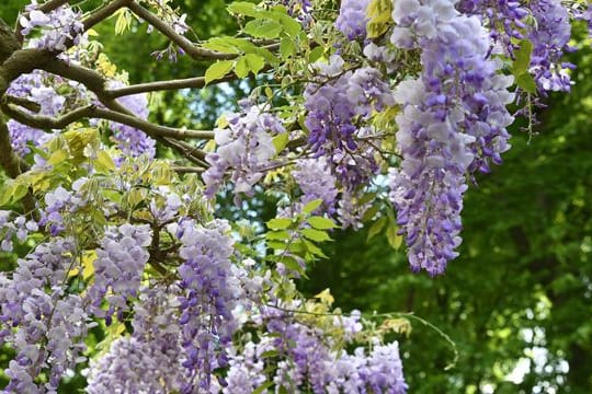 Der Blauregen bildet im Frühjahr auffallend große Blütentrauben.