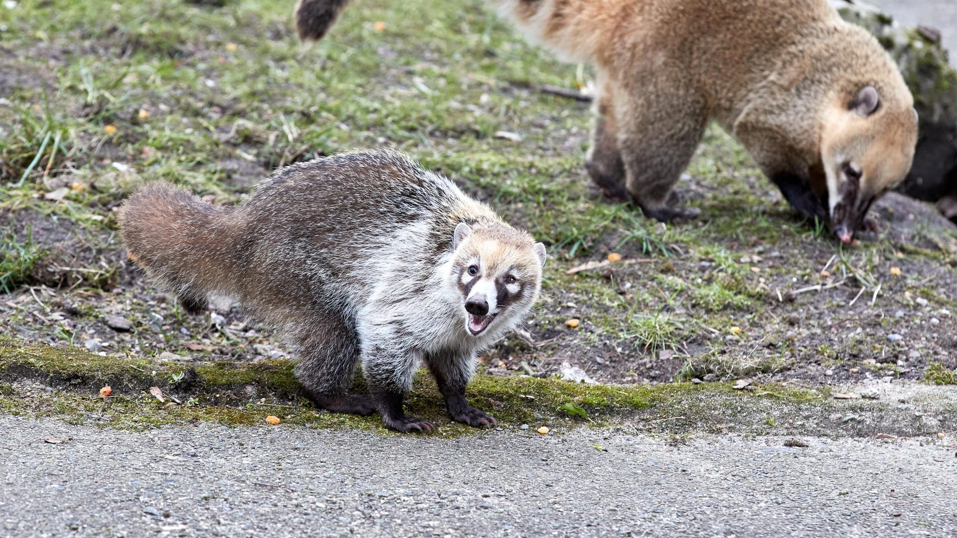 Weißrüssel-Nasenbärin Bonita: Der Tierpark hat seinen Bestand um diese Tierrasse erweitert.