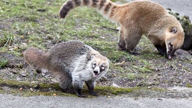 Tierpark Hagenbeck Tierpark Hagenbeck