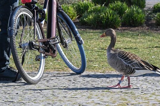 Naturschützer mahnen sorgsamen Umgang mit Wildtieren