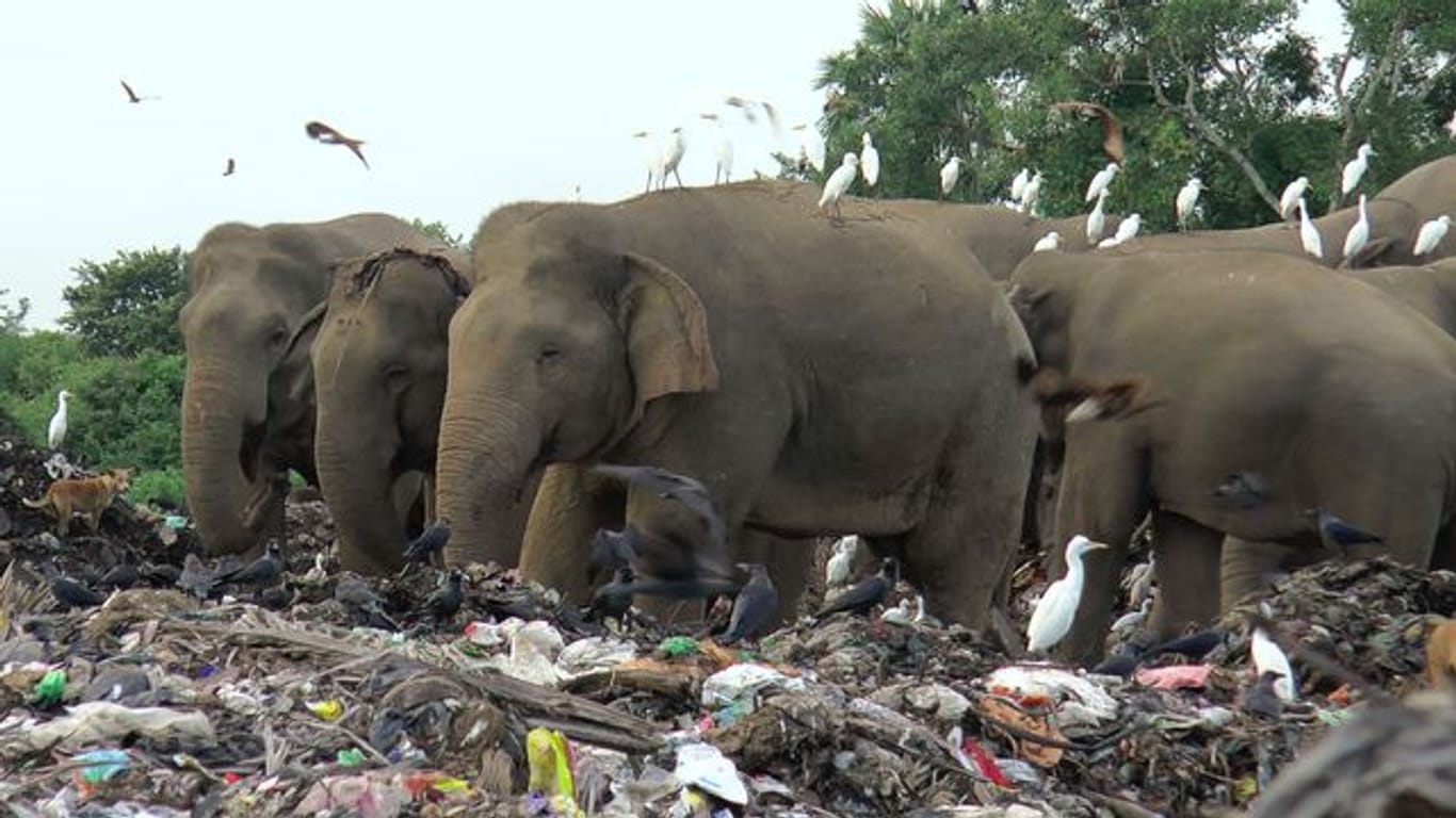 Wilde Elefanten suchen auf einer offenen Mülldeponie im Dorf Pallakkadu im Bezirk Ampara nach Nahrung.