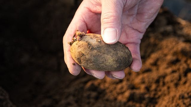 Erste Landwirte pflanzen Frühkartoffeln Erste Landwirte pflanzen Frühkartoffeln