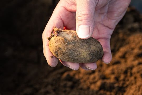 Erste Landwirte pflanzen Frühkartoffeln