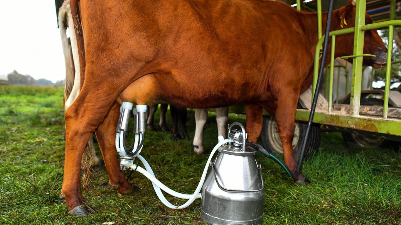 Eine Kuh an der Melkmaschine: Selbst großzügige Milch-Anbieter liegen mit ihrem Auszahlungspreis unter den im Milch Marker Index errechneten Kosten.