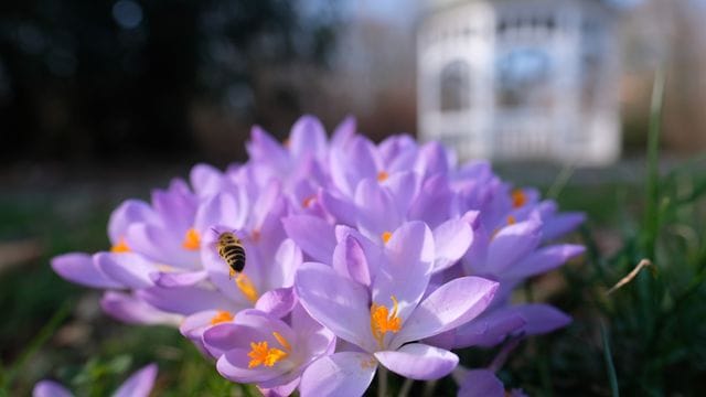 Krokusse blühen