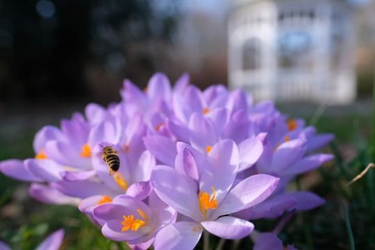 Krokusse blühen