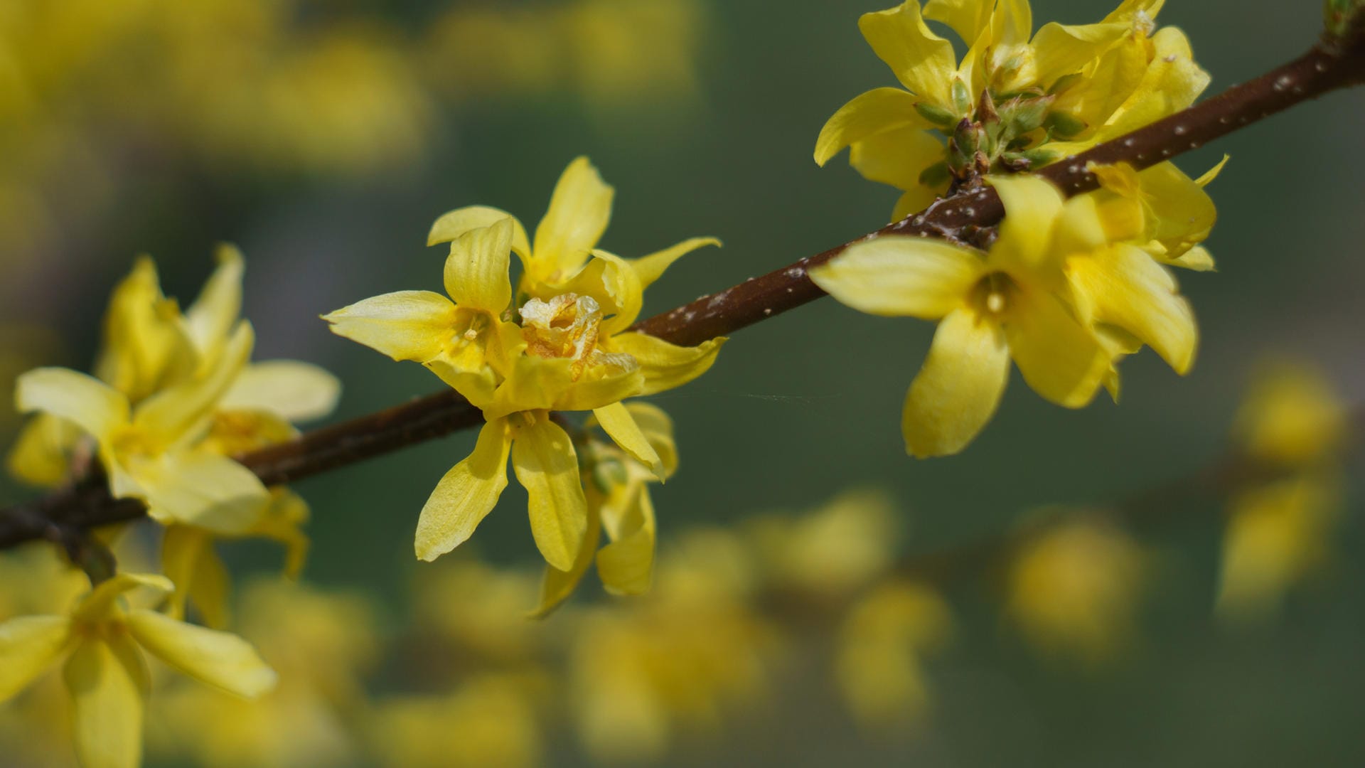 Forsythienblüte: Sie kündigt den phänologischen Erstfrühling an.