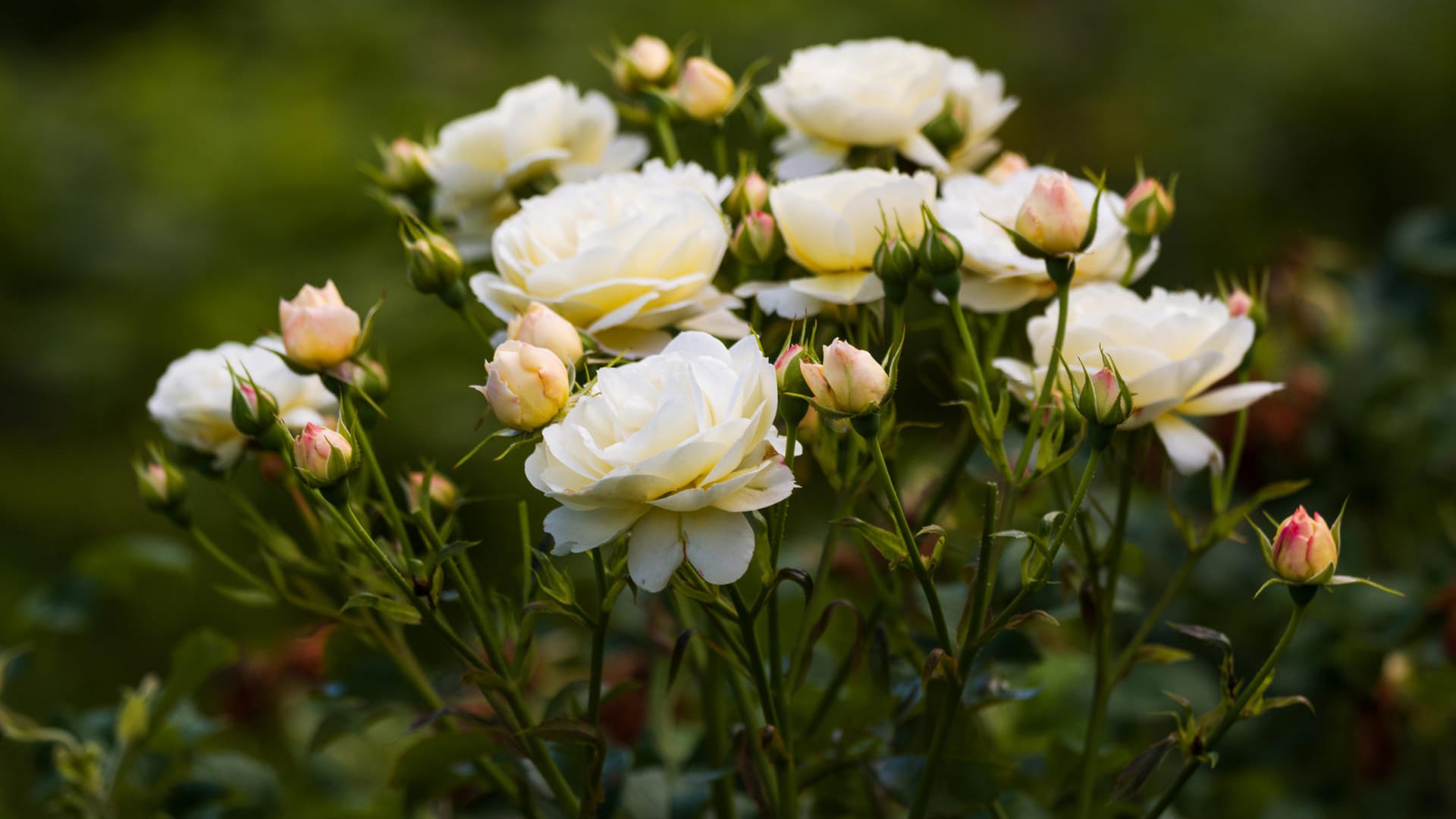 Beginnende Rosenblüte: Ein spätes Zurückschneiden schließt eine frühe Blüte nicht aus.