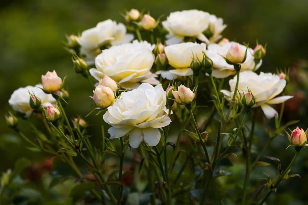 Beginnende Rosenblüte: Ein spätes Zurückschneiden schließt eine frühe Blüte nicht aus.