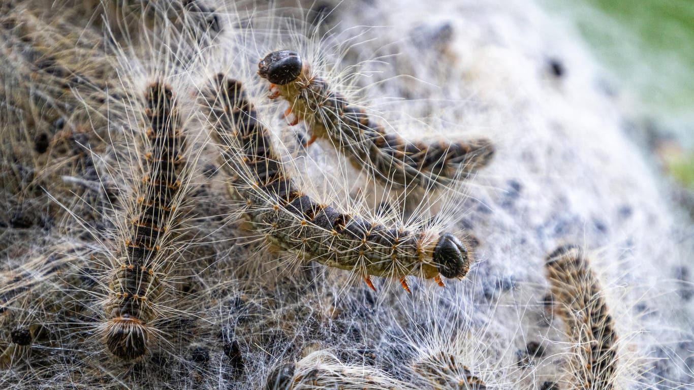 Eichenprozessionsspinner in einem Nest: Die Haare der Raupen können schwere allergische Reaktionen auslösen.