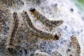 Eichenprozessionsspinner in einem Nest: Die Haare der Raupen können schwere allergische Reaktionen auslösen.