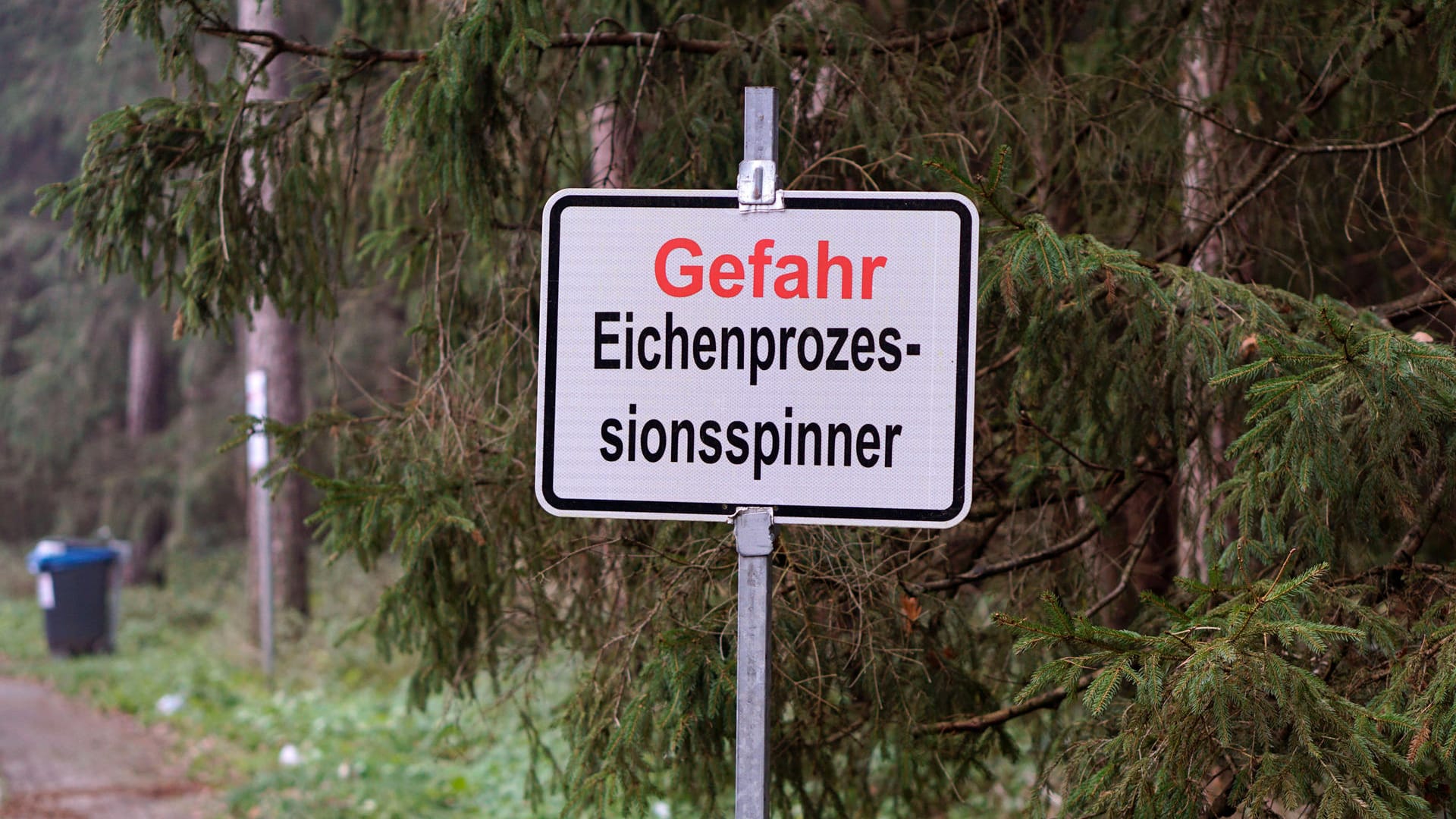 Warnschild: Um Menschen zu schützen werden vom Eichenprozessionsspinner befallene Gebiete abgesperrt oder mit Warnschildern versehen.