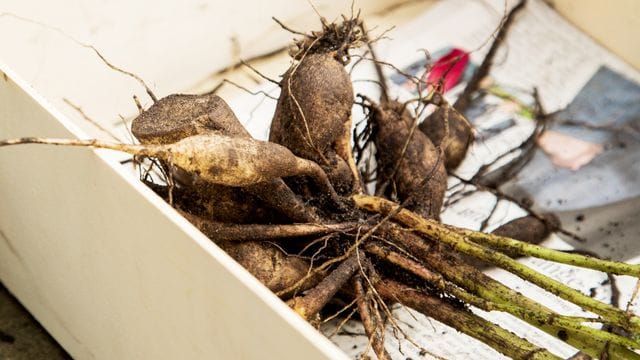 Dahlienknollen sollten schon etwas früher als üblich in die Erde kommen - damit Schnecken sie vermeiden.