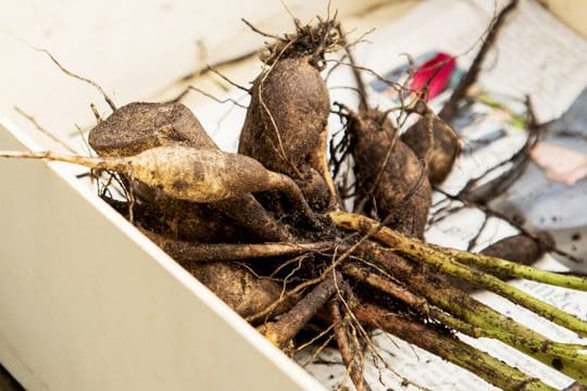 Dahlienknollen sollten schon etwas früher als üblich in die Erde kommen - damit Schnecken sie vermeiden.