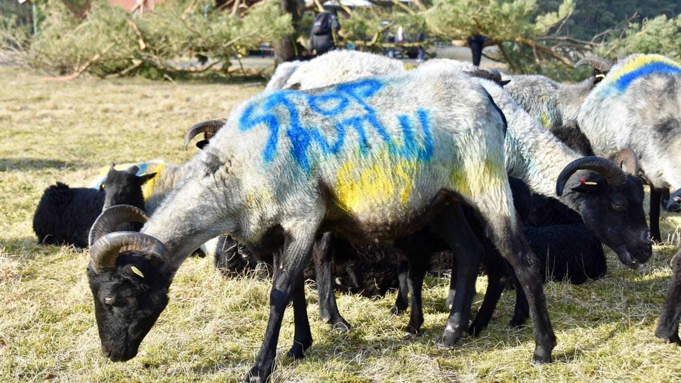 Schafe tragen Botschaften wie "Stop Putin": Schon vor einigen Monaten hatte der Schäfer ein politisches Statement mit seinen Tieren gesetzt und diese in einer Impfspritze formiert.