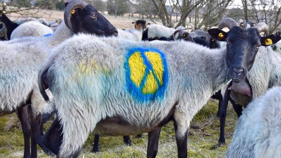 Auf den Rücken der Tiere prangen Friedensbotschaften.