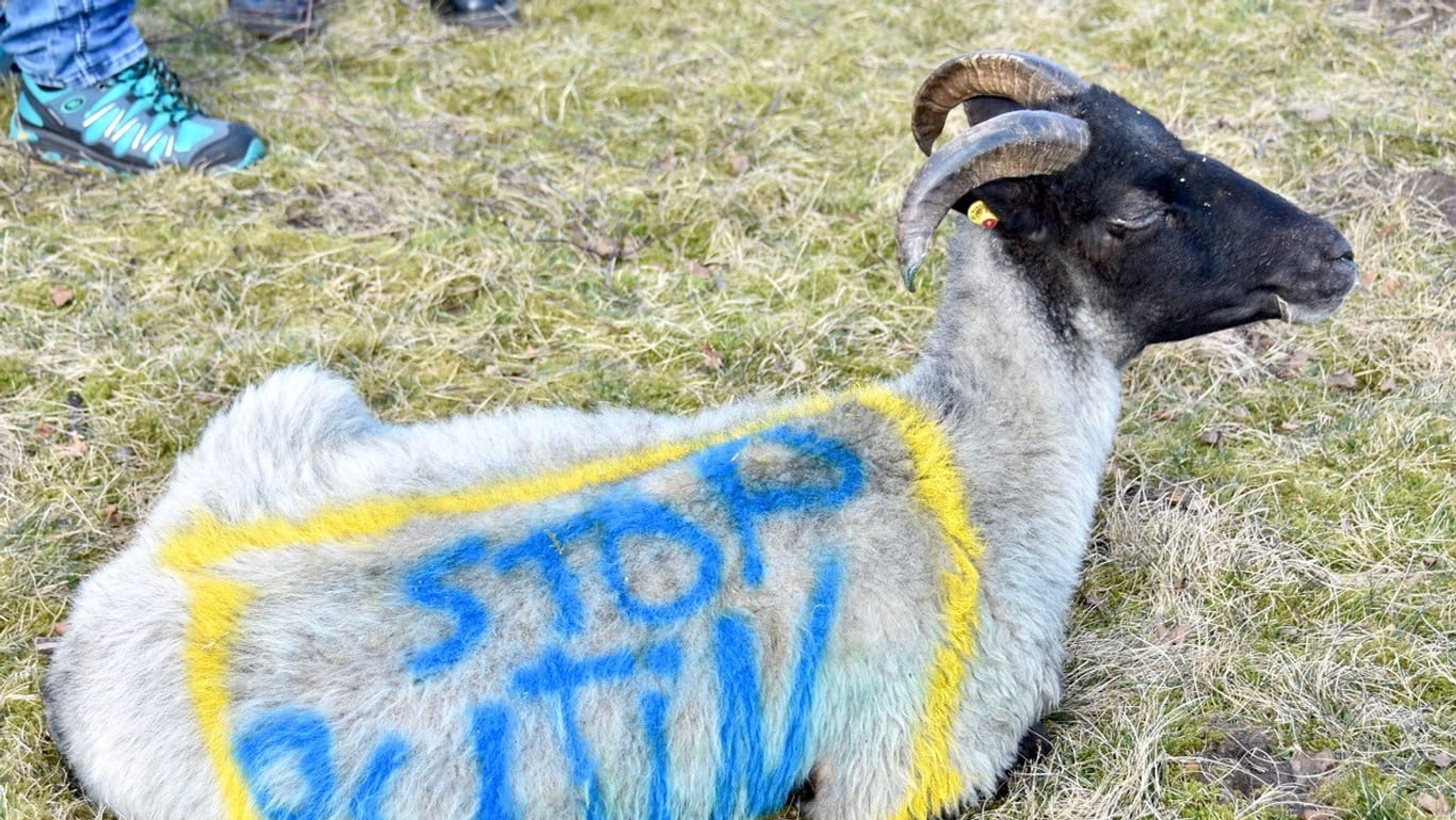 "Stop Putin" hat der Schäfer in den Farben der Ukraine auf seine Schafe geschrieben.