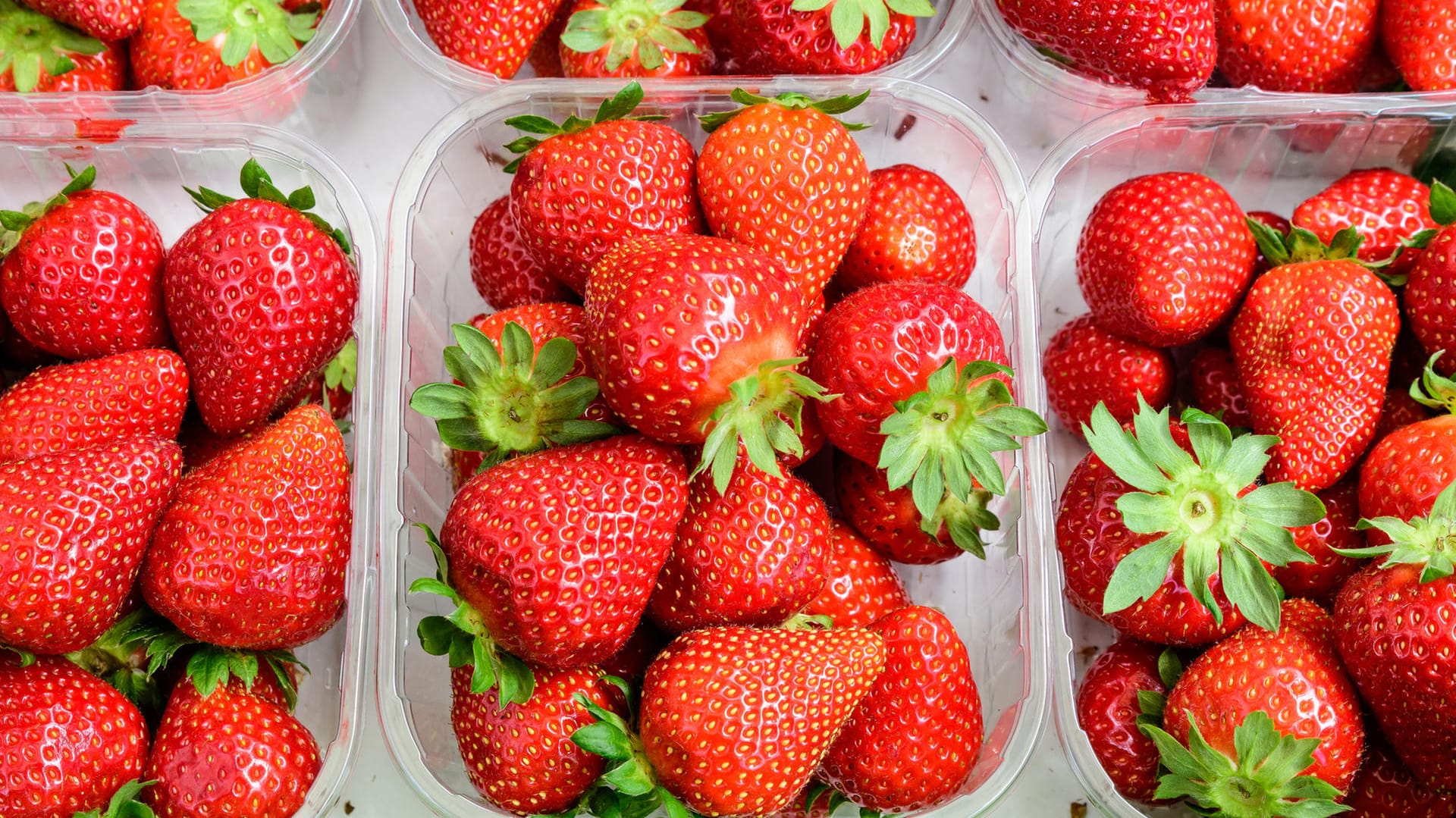 Erdbeeren lagern: Frische Erdbeeren erkennen Sie an einer kräftig roten Farbe und glänzenden Früchten.