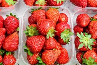 Erdbeeren lagern: Frische Erdbeeren erkennen Sie an einer kräftig roten Farbe und glänzenden Früchten.