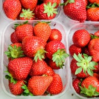 Erdbeeren lagern: Frische Erdbeeren erkennen Sie an einer kräftig roten Farbe und glänzenden Früchten.