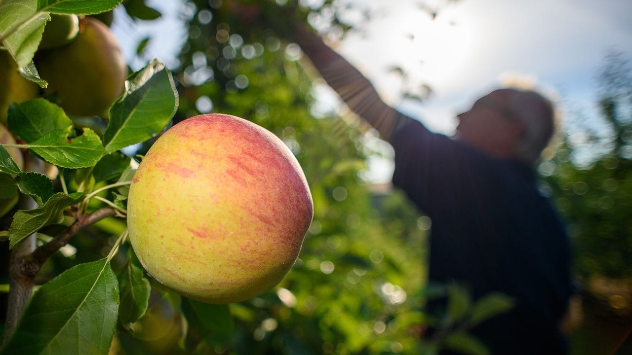 Regional, saisonal, biologisch: Äpfel aus Deutschland haben im Herbst eine optimale Wasserbilanz. Regional, saisonal, biologisch: Äpfel aus Deutschland haben im Herbst eine optimale Wasserbilanz.