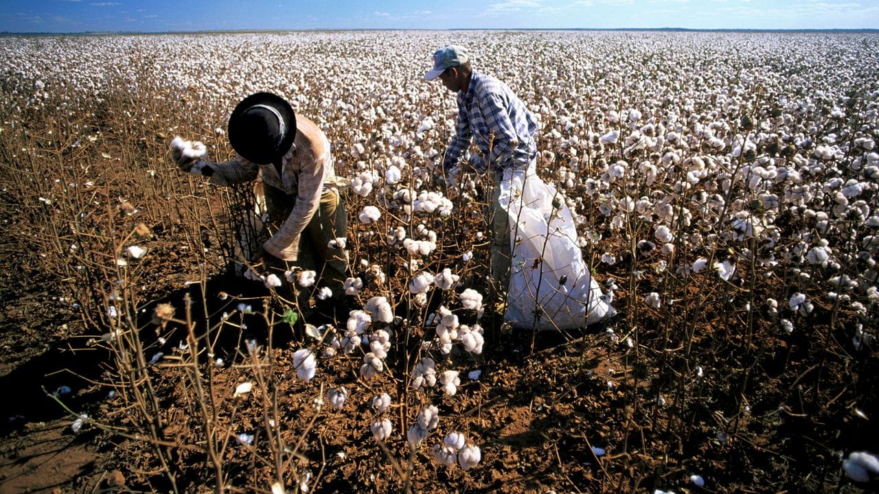Die Produktion von Baumwolle für unsere Kleidung verbraucht Unmengen Wasser. Die Produktion von Baumwolle für unsere Kleidung verbraucht Unmengen Wasser.