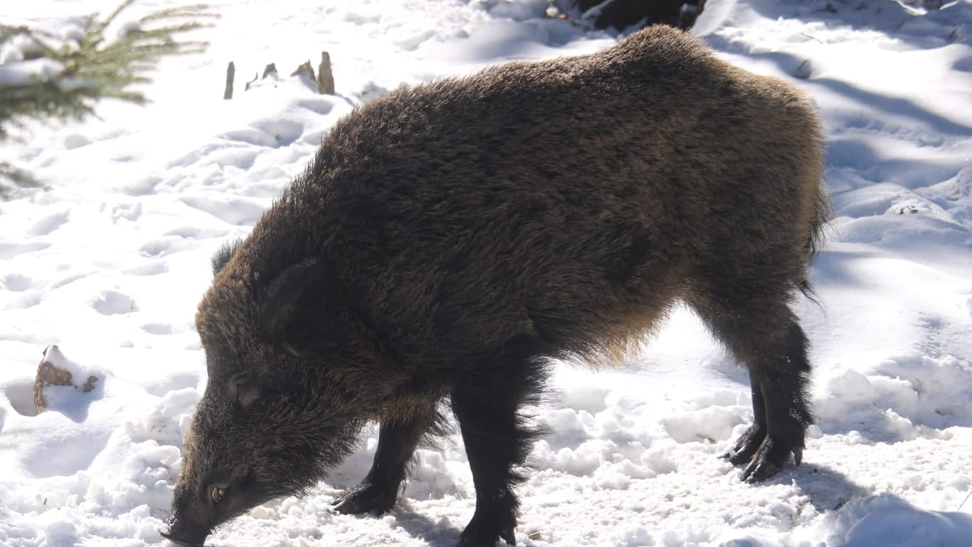 Keine Sau hat diesen Namen verdient. Wildschwein Putin braucht neuen Namen. Der Wildpark Mehlmeisel nimmt bis Ende März Vorschläge entgegen.