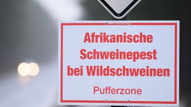 Afrikanische Schweinepest