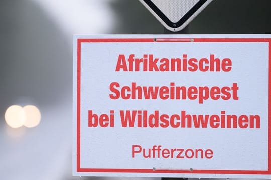 Afrikanische Schweinepest