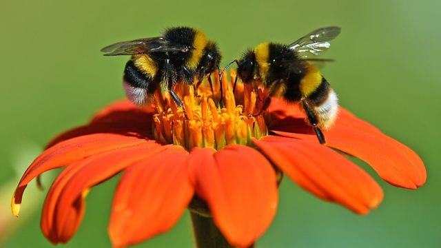 Anfällig für Überhitzung: Am stärksten betroffen sind die Hummeln aktuell in wärmeren Ländern wie Mexiko und Spanien.