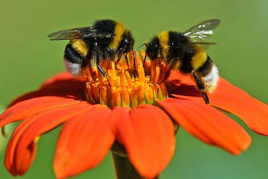 Anfällig für Überhitzung: Am stärksten betroffen sind die Hummeln aktuell in wärmeren Ländern wie Mexiko und Spanien.