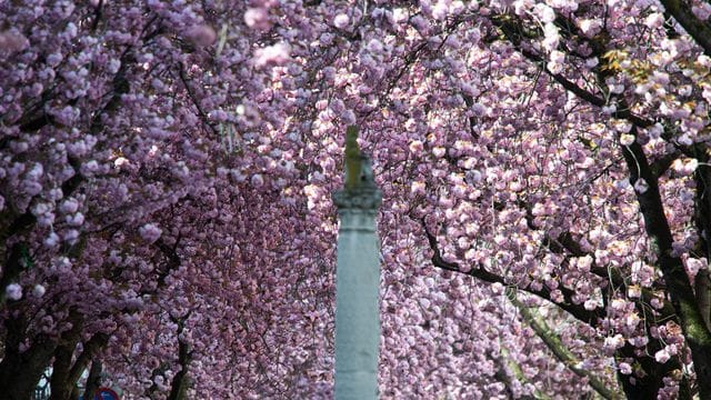 Kirschbäume in Bonn Kirschbäume in Bonn