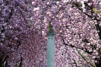 Kirschbäume in Bonn