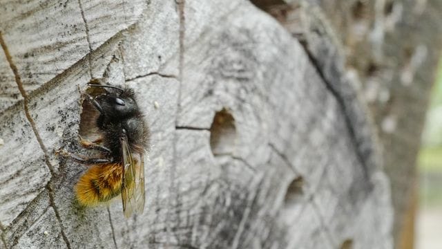 Wildbienen freuen sich über schützende Verstecke - in Gehölzen, aber auch im Sand.