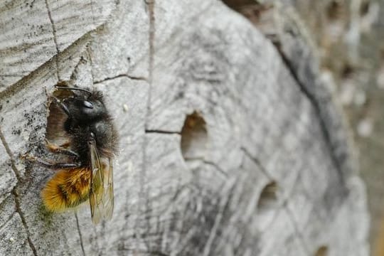 Wildbienen freuen sich über schützende Verstecke - in Gehölzen, aber auch im Sand.