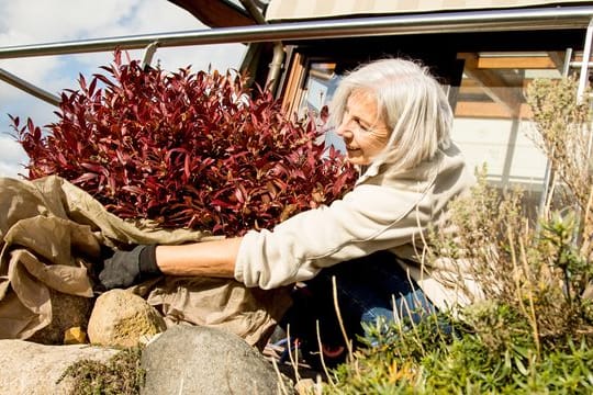 Pflanzen auspacken: Die Winterkleidung muss runter, sonst wird es ihnen zu heiß.