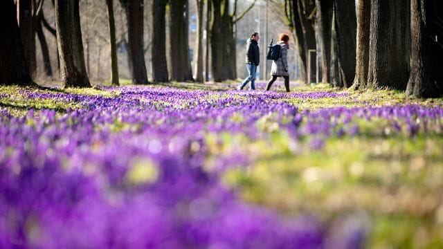 Krokusse
