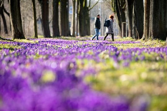Krokusse