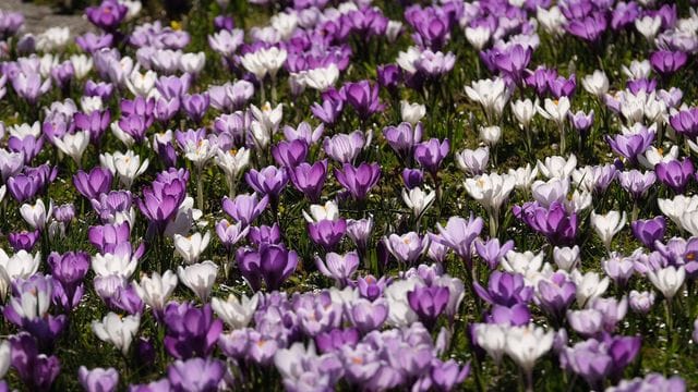 Krokusblüten