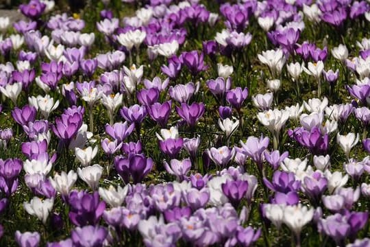 Krokusblüten