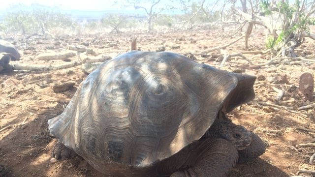 Forscher haben auf den Galápagos-Inseln im Pazifik wohl eine bislang unbekannte Art von Riesenschildkröten identifiziert.