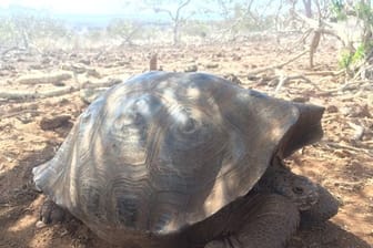 Forscher haben auf den Galápagos-Inseln im Pazifik wohl eine bislang unbekannte Art von Riesenschildkröten identifiziert.