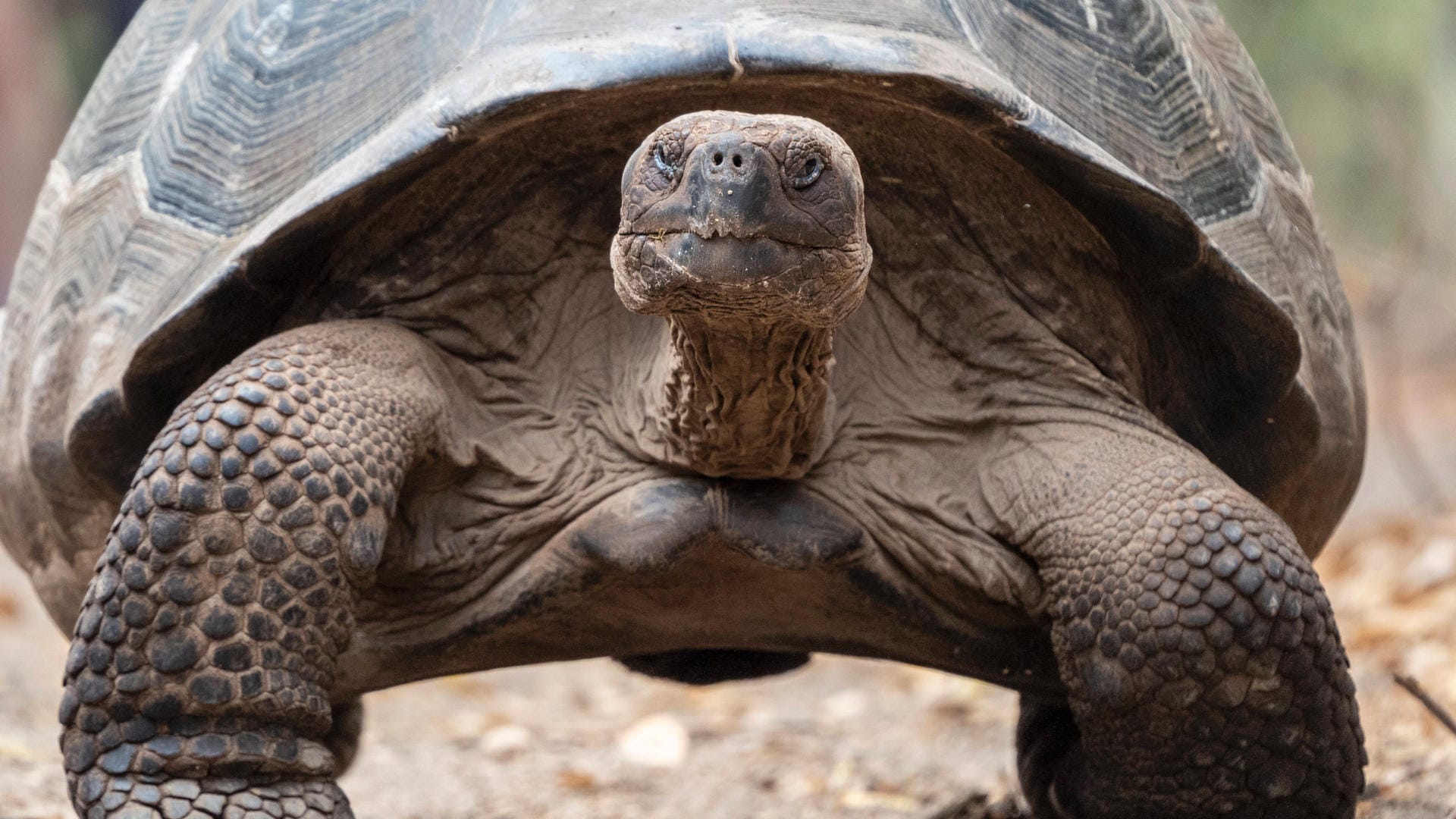 Auf den Galápagos-Inseln haben Forscher eine neue Riesenschildkrötenart entdeckt. (Symbolfoto)